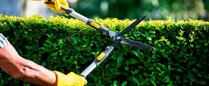 bush-trimming image